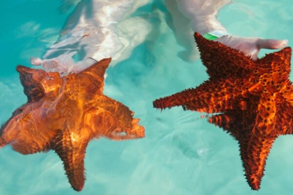 Tour Isla Saona - Image 10