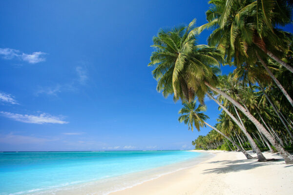 Tour Isla Saona - Image 6